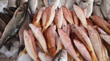 أسعار السمك في القليوبية اليوم 1/12/2025: الفسفور يسيطر على السوق